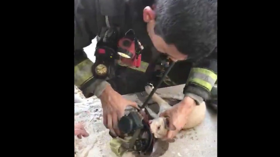 Bomberos reaniman con oxígeno a perro rescatado en un incendio