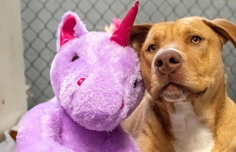 Un perro se robó cinco veces un unicornio de peluche hasta que se lo compraron