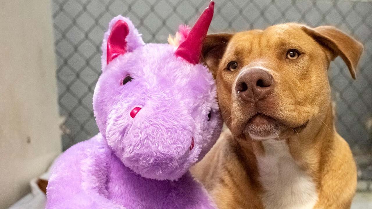 Un perro se robó cinco veces un unicornio de peluche hasta que se lo compraron