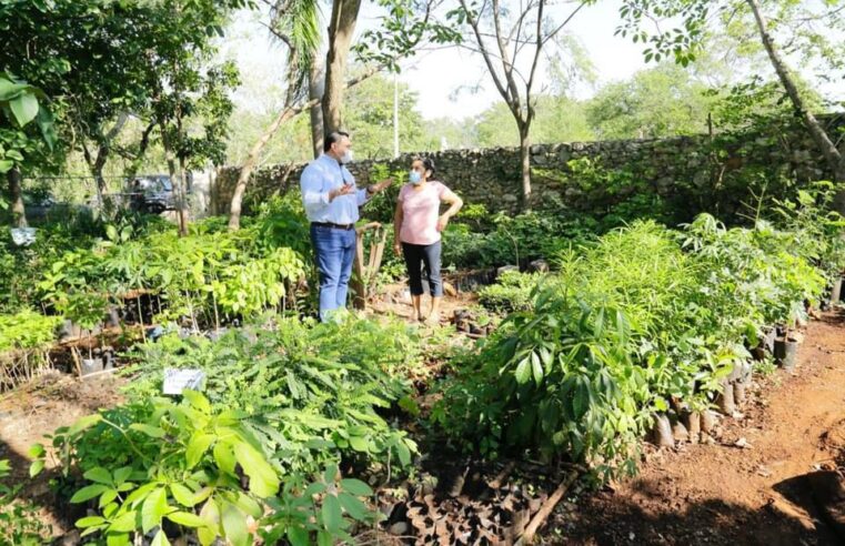 Más infraestructura verde para Mérida: Renán Barrera