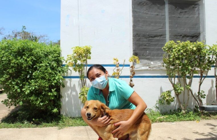 El Ayuntamiento de Mérida a favor del bienestar animal