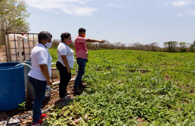 Yucatán necesita un campo sin burocracias: Liliana Araujo