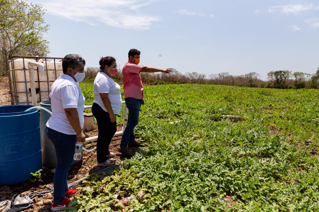 Yucatán necesita un campo sin burocracias: Liliana Araujo