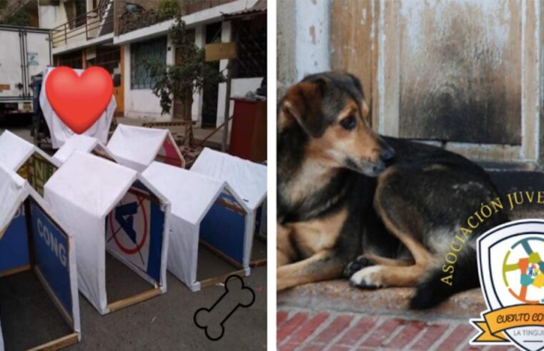 Jóvenes convierten basura electoral en casitas para perros sin dueño