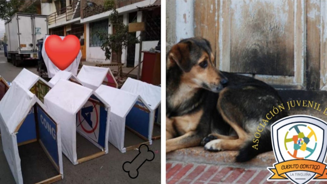 Jóvenes convierten basura electoral en casitas para perros sin dueño