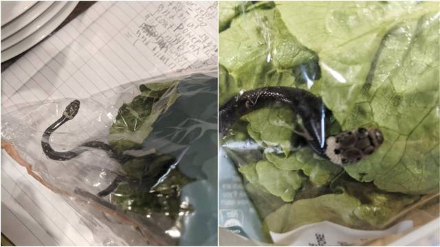 Pareja encuentra serpiente venenosa en una bolsa de lechuga en el supermercado