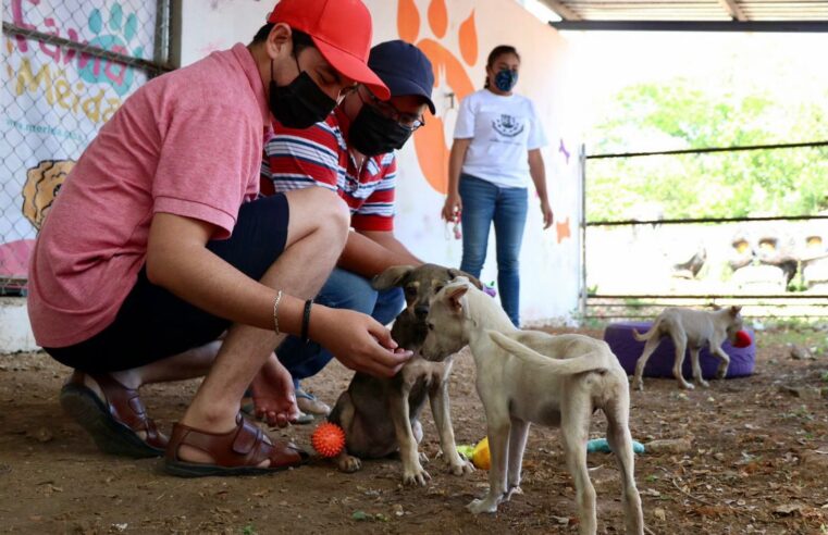El Ayuntamiento fomenta la adopción responsable a través de la convivencia con los animales