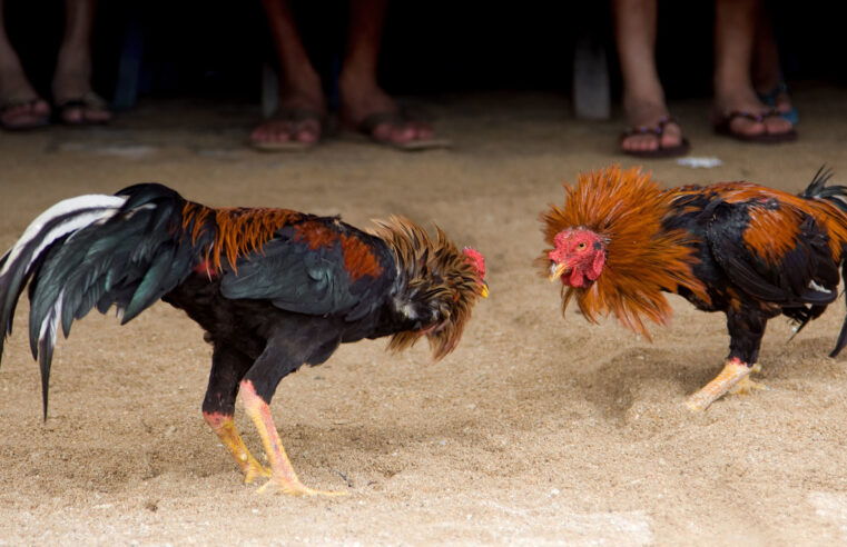 Tragedia en  pelea de gallos: mueren hombre y una mujer embarazada