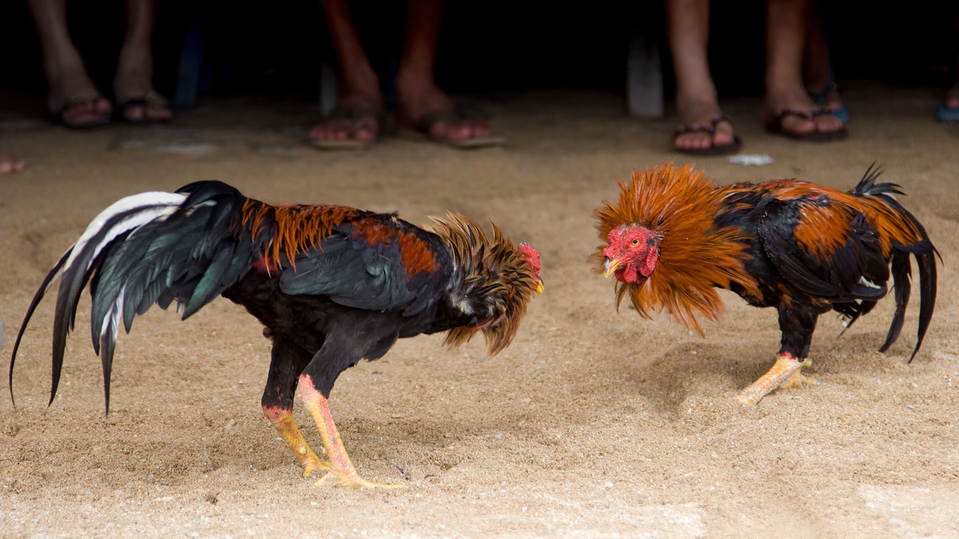 Tragedia en  pelea de gallos: mueren hombre y una mujer embarazada