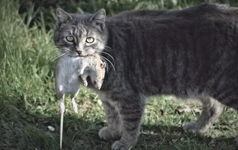 Chicago libera en sus calles más de mil gatos para combatir plaga de ratas