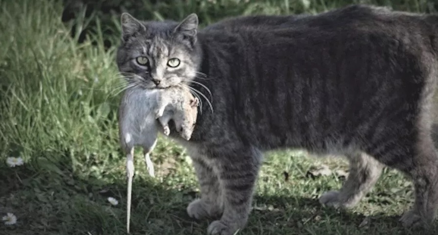 Chicago libera en sus calles más de mil gatos para combatir plaga de ratas