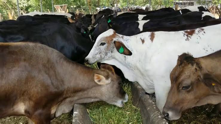 Atacan en Yucatán rancho de candidato  del PRI y decapitán sus reses