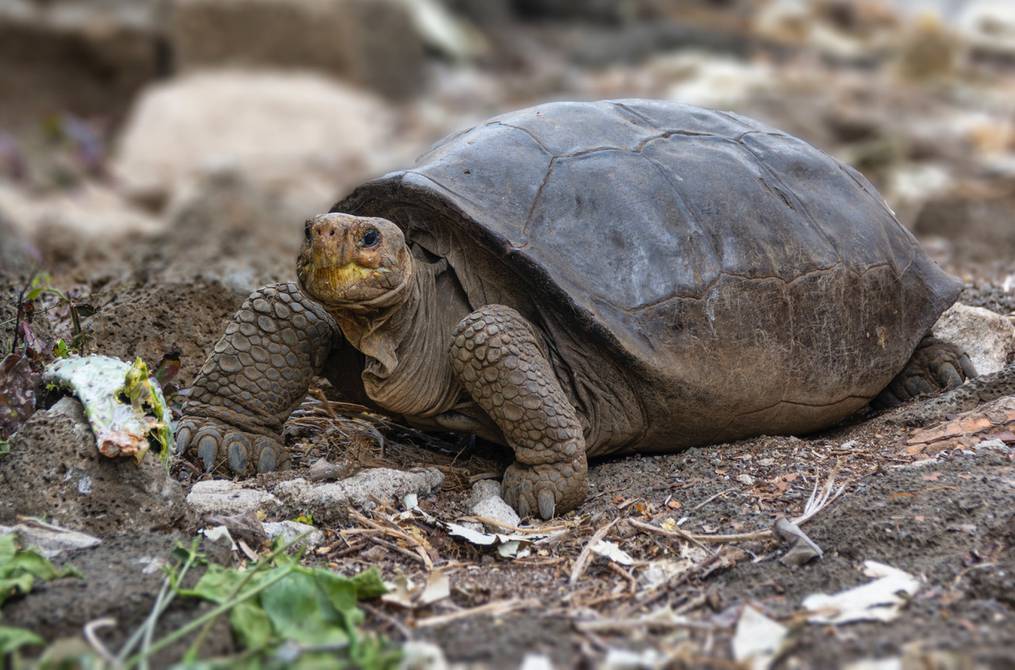 Encuentran en Islas Galápagos una tortuga que se creía extinta hace 100 años