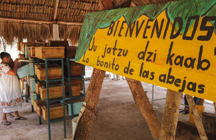 El Tren Maya permitirá conocer lo bonito de las abejas en Maxcanú