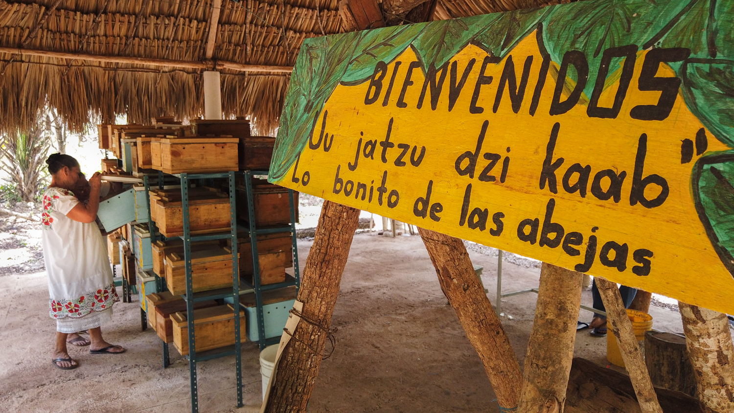 El Tren Maya permitirá conocer lo bonito de las abejas en Maxcanú