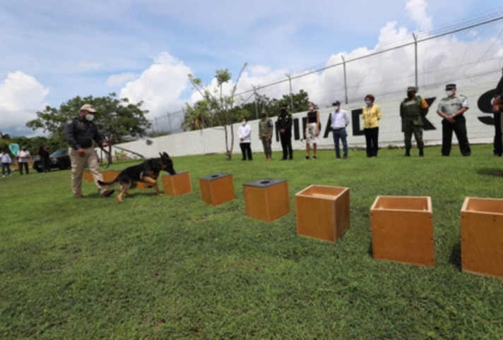 Gobierno de Yucatán adquiere dos perros capaces de detectar el COVID-19