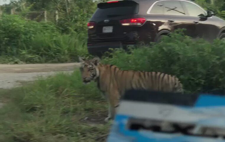 Sorprende tigre suelto en la carretera a Cancún