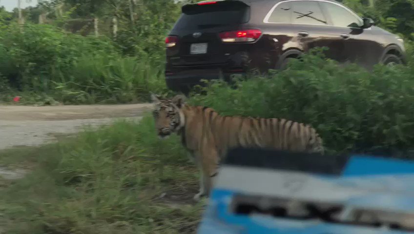 Sorprende tigre suelto en la carretera a Cancún