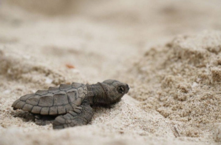 Por primera vez, se liberan en la costa yucateca crías de tortuga Lora