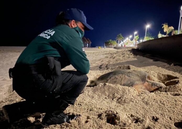 La playa del malecón internacional de Progreso fue escenario del desove de una tortuga Carey