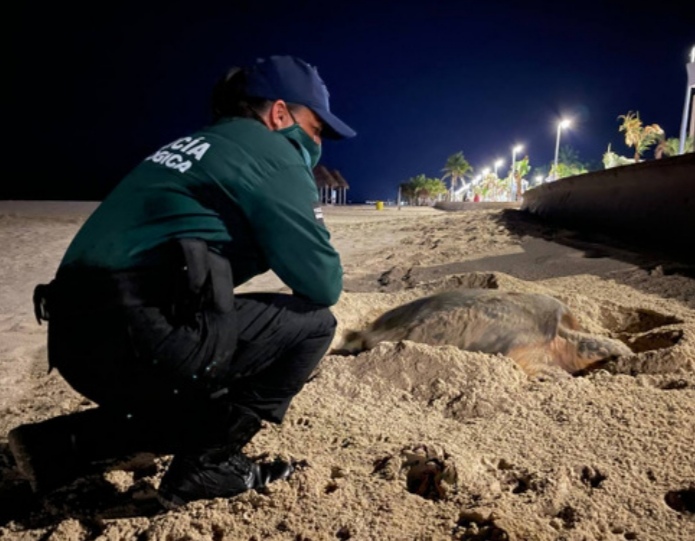 La playa del malecón internacional de Progreso fue escenario del desove de una tortuga Carey