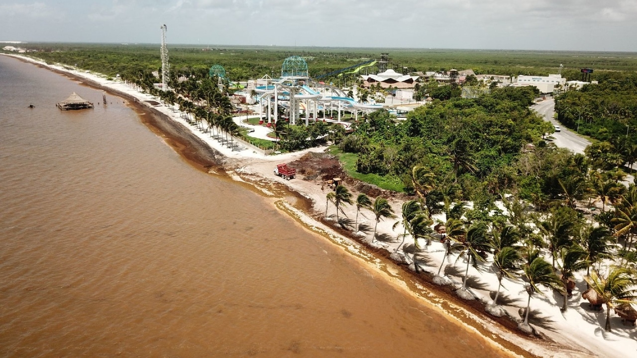 La NASA alerta sobre la llegada de grandes concentraciones de sargazo a Quintana Roo