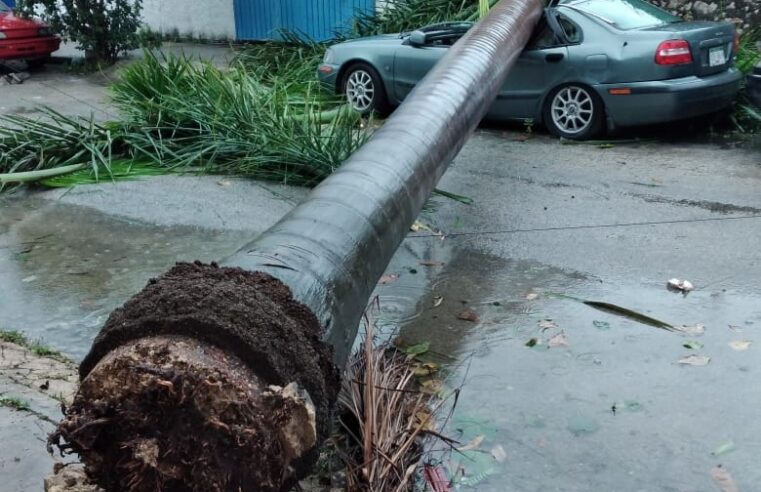 Le dejan un Volvo para reparar y una gigantesca palmera le cae encima