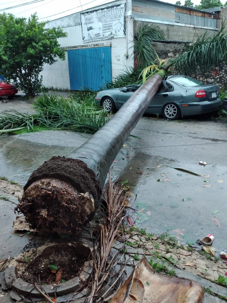 Le dejan un Volvo para reparar y una gigantesca palmera le cae encima