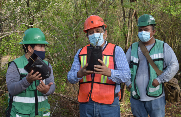 Asegura el Tren Maya que protege la flora y fauna de la región