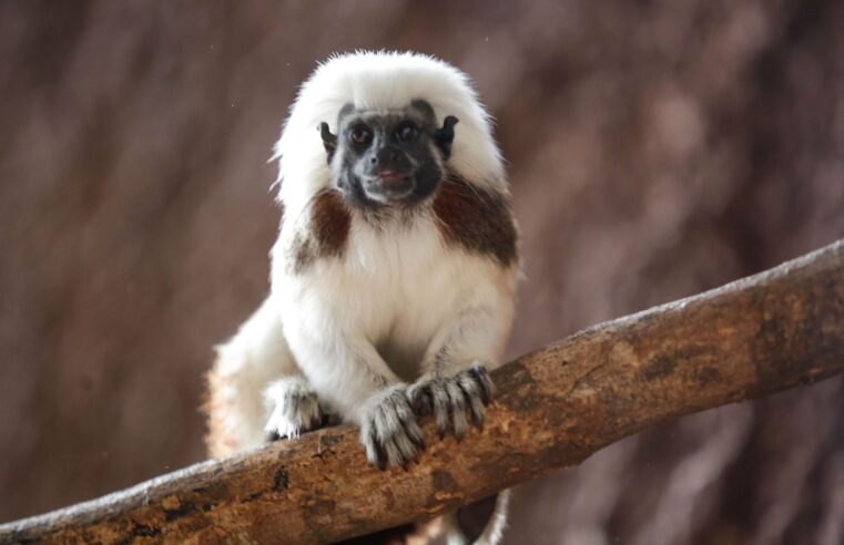 Nuevos inquilinos en el Parque Zoológico Del Centenario