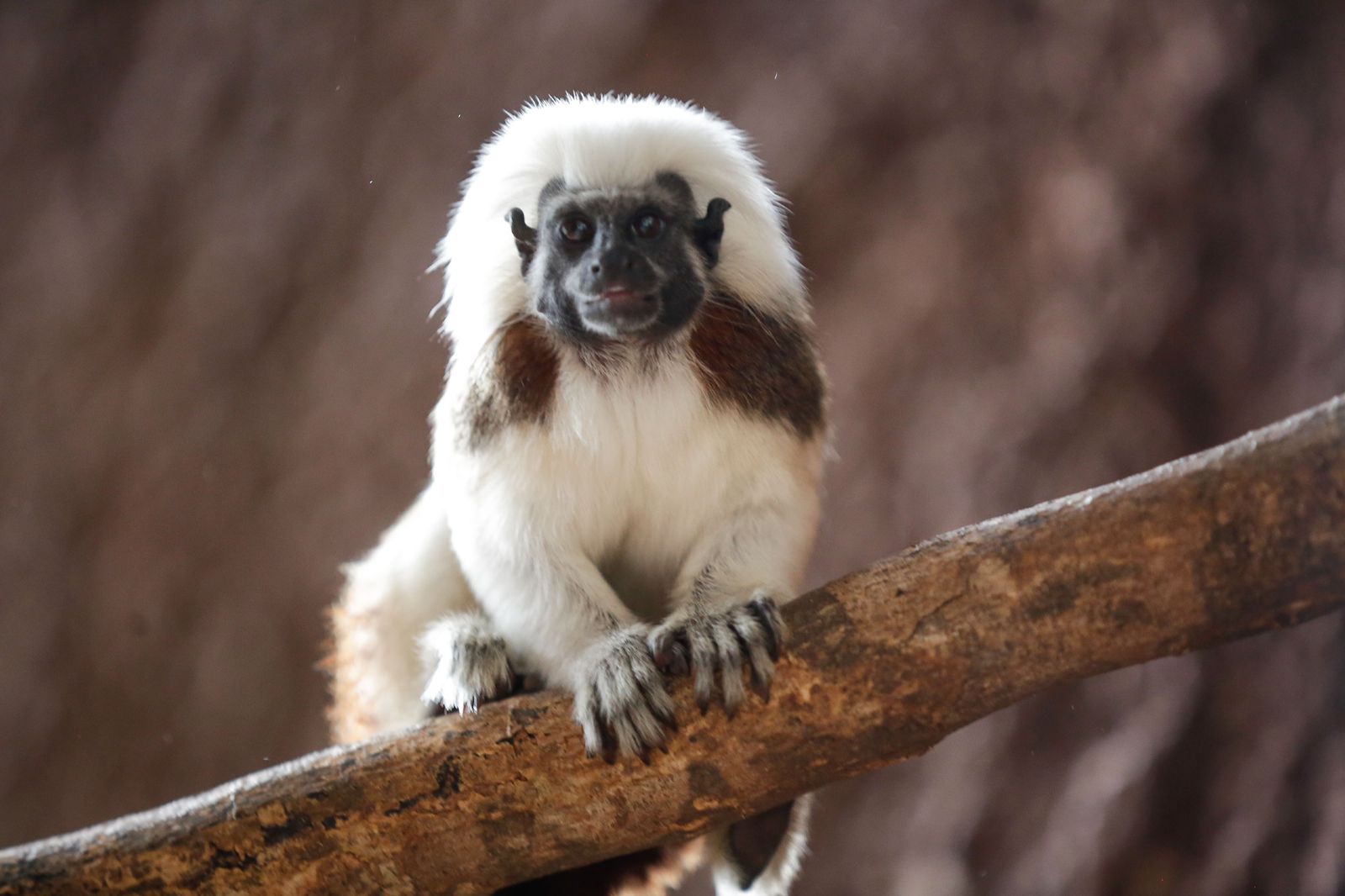 Nuevos inquilinos en el Parque Zoológico Del Centenario