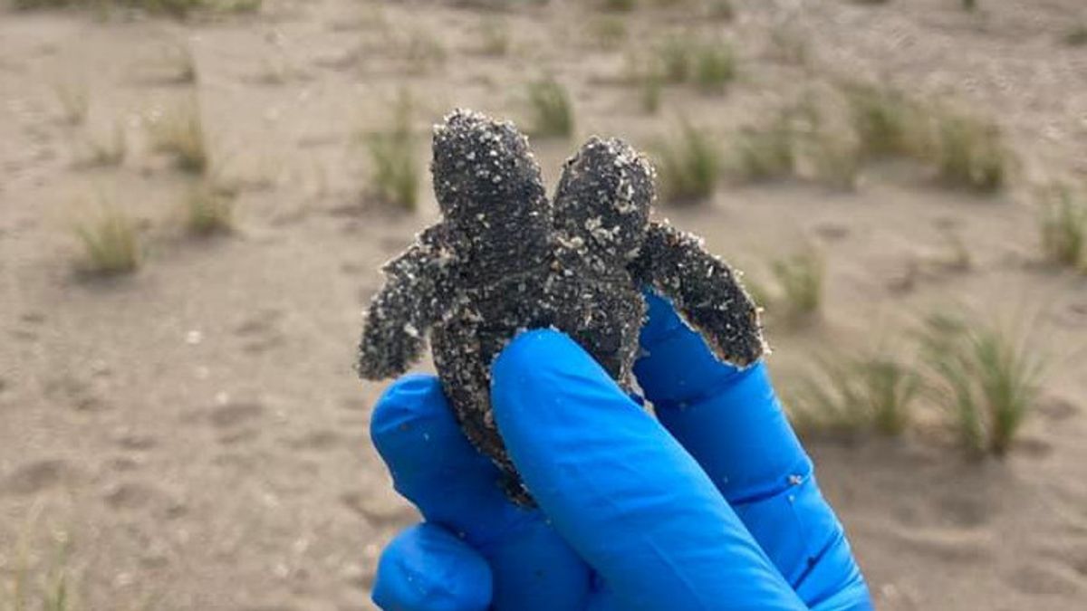 Encuentran tortuga marina de dos cabezas