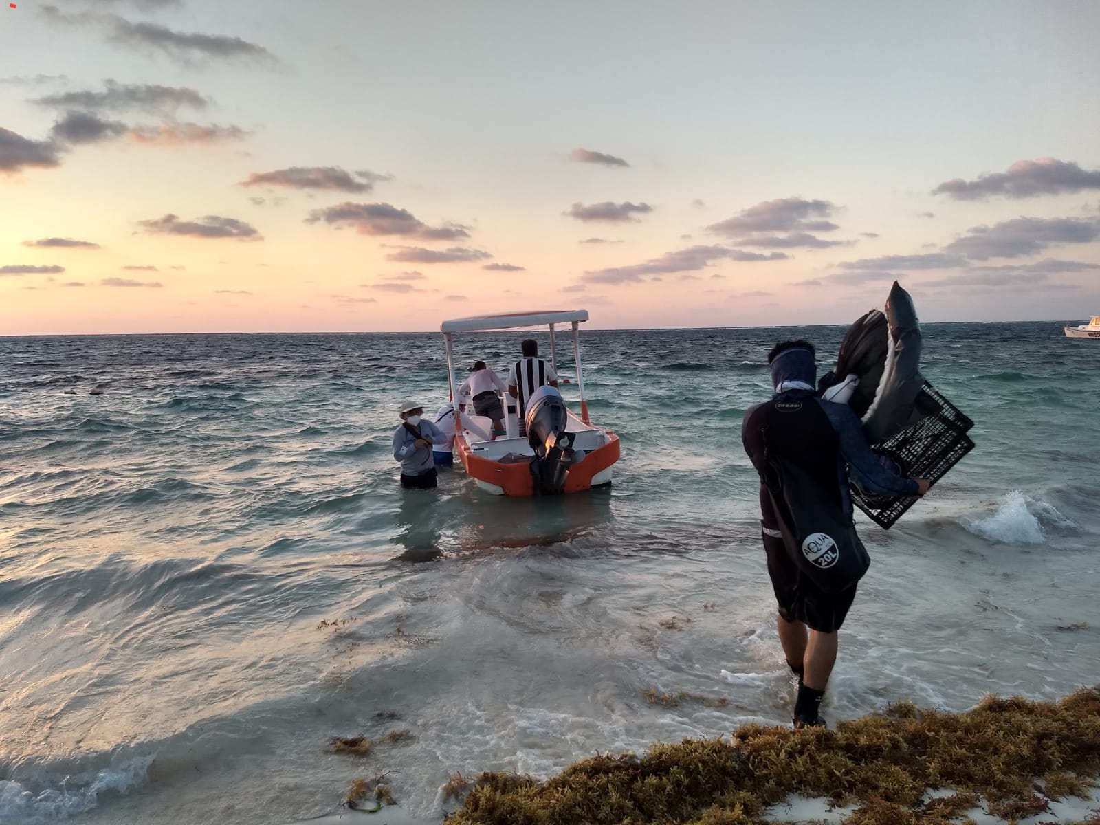 CICY estudia cómo aprovechar el exceso de sargazo en playas del Quintana Roo