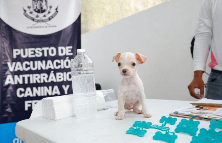 Inicia la campaña gratuita de vacunación antirrábica