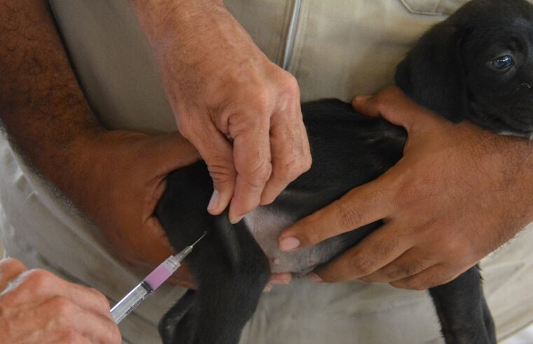 Realizará SSY Jornada Nacional de Vacunación antirrábica 2021