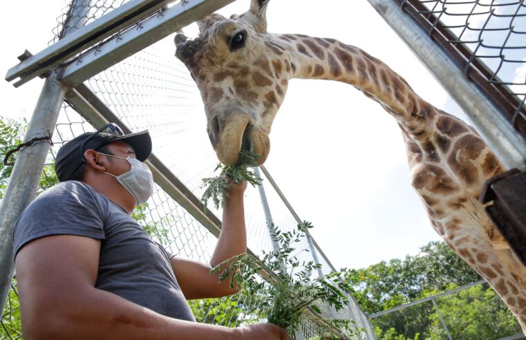 Guardanimales, una vida profesando amor a los residentes de los zoológicos