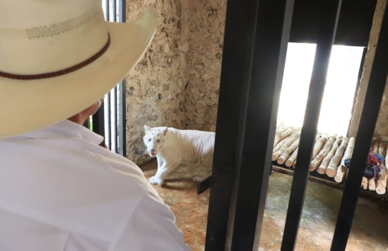 Llega un tigre de bengala albino al zoológico La Reina de Tizimín