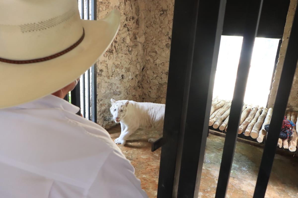 Llega un tigre de bengala albino al zoológico La Reina de Tizimín