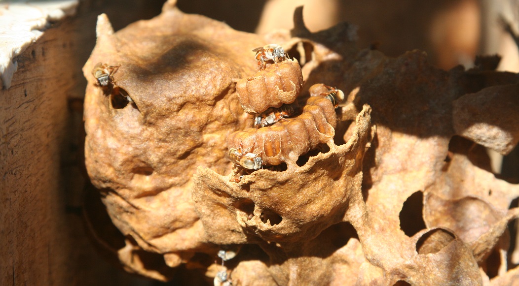 El CICY promueve la conservación de las abejas del Mayab