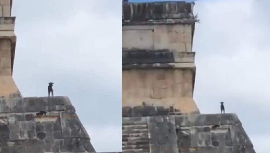 Conoce a Asu, el perro maya que subió hasta lo alto del Castillo de Kukulcán en Chichén Itzá