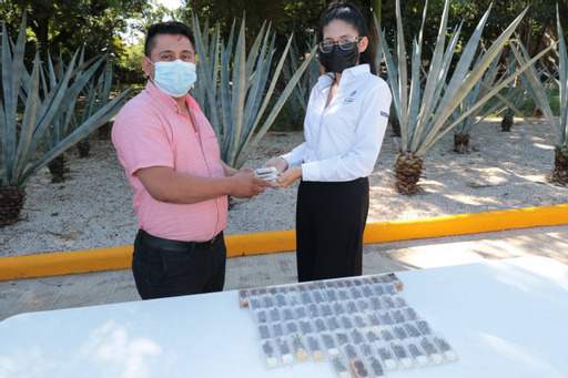 Ya son 15,000 abejas reinas entregadas para respaldar la apicultura en Yucatán