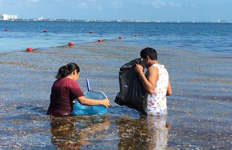 El CICY recomienda uso del sargazo como materia prima