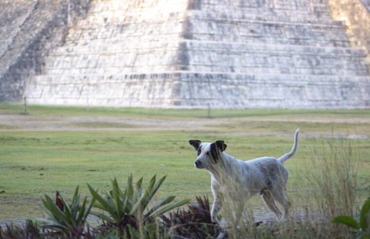 Vuelve la “Operación rescate de perritos de Kukulcán” en Chichén Itzá