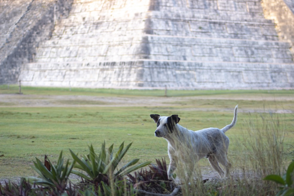 Vuelve la “Operación rescate de perritos de Kukulcán” en Chichén Itzá