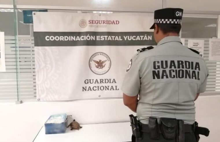 Guardia Nacional rescata una tortuga en el aeropuerto de Mérida