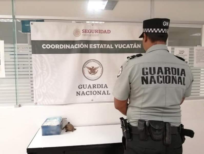 Guardia Nacional rescata una tortuga en el aeropuerto de Mérida