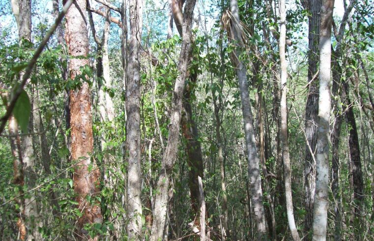 Regeneración natural de selvas, solución de bajo costo contra el cambio climático: CICY