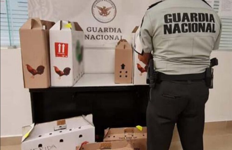 Decomisan en Mérida ocho faisanes «disfrazados» de gallos de pelea