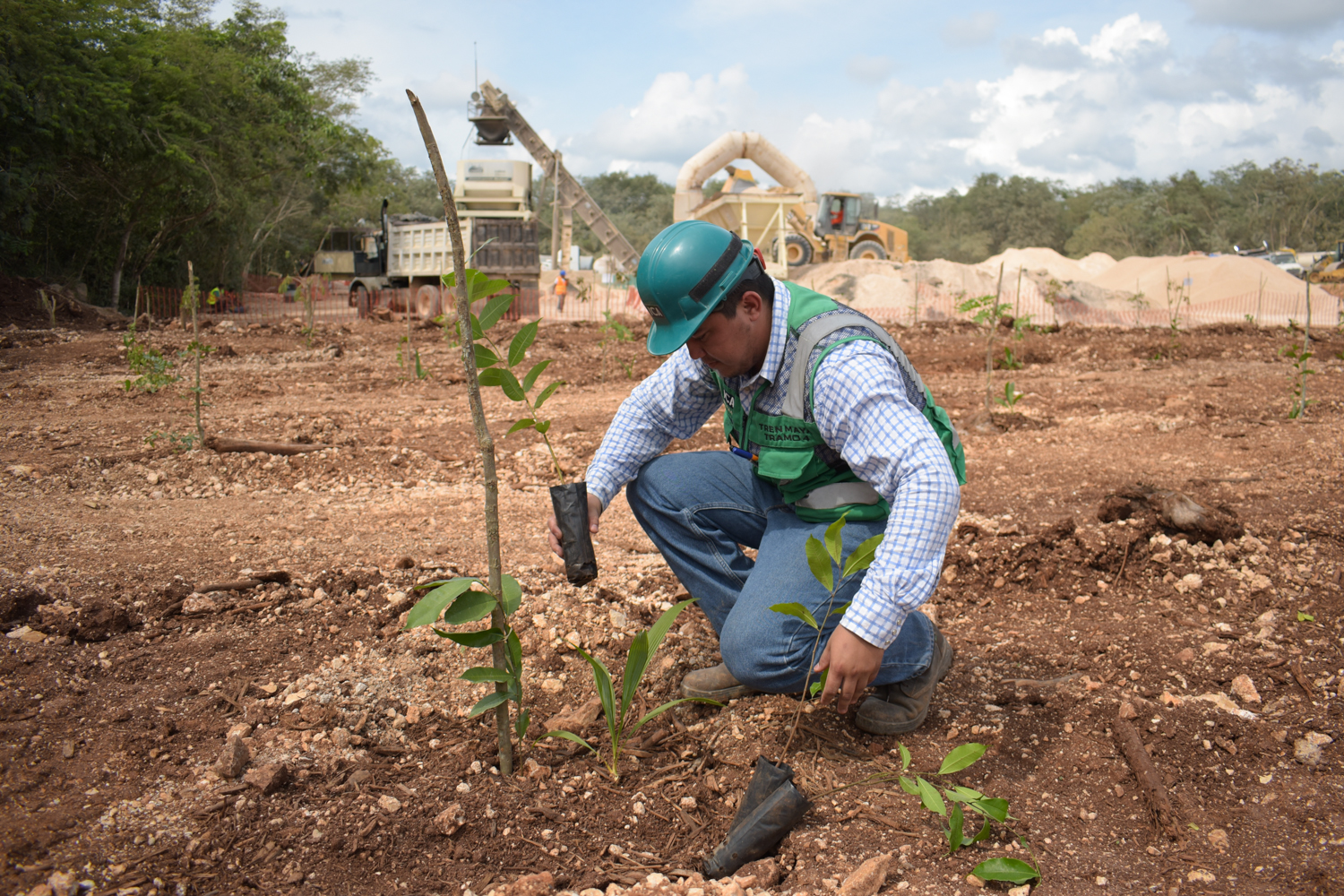 Reforestan banco de materiales del Tren Maya en Yucatán