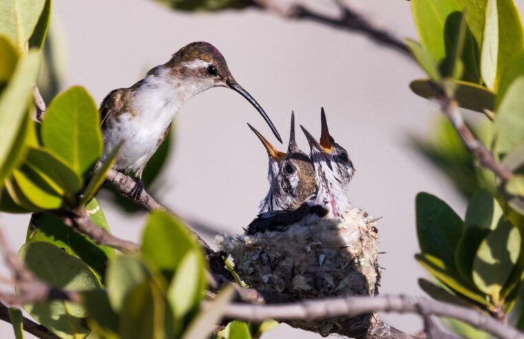 Talento yucateco, presente en el libro Riqueza natural de México
